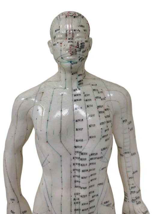 Chiropractic Plano TX Acupuncture Points Figure Cutout Acupuncture Points Figure