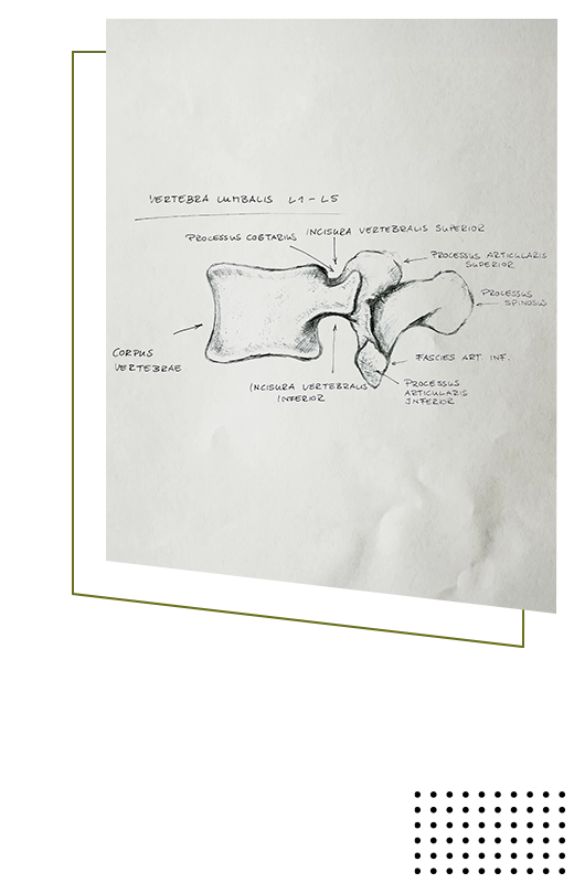 Chiropractic Plano TX Vertebra Diagram HP Vertebra Diagram On Paper Background